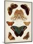 Butterflies Displayed II-Vision Studio-Mounted Art Print