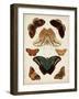 Butterflies Displayed II-Vision Studio-Framed Art Print