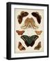 Butterflies Displayed II-Vision Studio-Framed Art Print