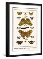 Butterflies, Dragonflies, Eggflies, Large Green-Banded Blues,-Albertus Seba-Framed Art Print