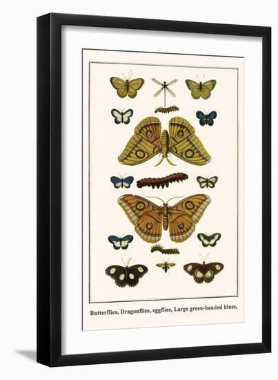 Butterflies, Dragonflies, Eggflies, Large Green-Banded Blues,-Albertus Seba-Framed Art Print