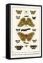 Butterflies, Dragonflies, Eggflies, Large Green-Banded Blues,-Albertus Seba-Framed Stretched Canvas