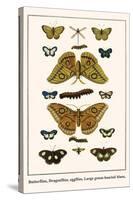 Butterflies, Dragonflies, Eggflies, Large Green-Banded Blues,-Albertus Seba-Stretched Canvas