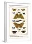Butterflies, Dragonflies, Eggflies, Large Green-Banded Blues,-Albertus Seba-Framed Art Print