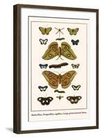 Butterflies, Dragonflies, Eggflies, Large Green-Banded Blues,-Albertus Seba-Framed Art Print