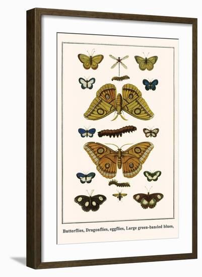 Butterflies, Dragonflies, Eggflies, Large Green-Banded Blues,-Albertus Seba-Framed Art Print