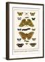 Butterflies, Dragonflies, Eggflies, Large Green-Banded Blues,-Albertus Seba-Framed Art Print