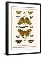 Butterflies, Dragonflies, Eggflies, Large Green-Banded Blues,-Albertus Seba-Framed Art Print