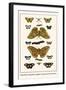 Butterflies, Dragonflies, Eggflies, Large Green-Banded Blues,-Albertus Seba-Framed Art Print