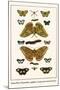 Butterflies, Dragonflies, Eggflies, Large Green-Banded Blues,-Albertus Seba-Mounted Art Print