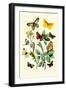 Butterflies: E. Belemia, E. Tagis-William Forsell Kirby-Framed Art Print