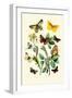 Butterflies: E. Belemia, E. Tagis-William Forsell Kirby-Framed Art Print