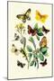 Butterflies: E. Belemia, E. Tagis-William Forsell Kirby-Mounted Art Print