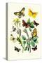 Butterflies: E. Belemia, E. Tagis-William Forsell Kirby-Stretched Canvas