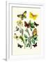 Butterflies: E. Belemia, E. Tagis-William Forsell Kirby-Framed Art Print