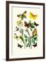 Butterflies: E. Belemia, E. Tagis-William Forsell Kirby-Framed Art Print