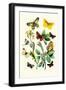 Butterflies: E. Belemia, E. Tagis-William Forsell Kirby-Framed Art Print