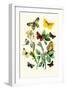 Butterflies: E. Belemia, E. Tagis-William Forsell Kirby-Framed Art Print