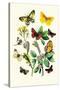 Butterflies: E. Belemia, E. Tagis-William Forsell Kirby-Stretched Canvas