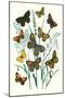 Butterflies: E. Hyperanthus, N. Lucina-William Forsell Kirby-Mounted Art Print