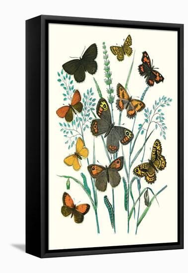 Butterflies: E. Hyperanthus, N. Lucina-William Forsell Kirby-Framed Stretched Canvas