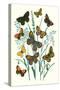 Butterflies: E. Hyperanthus, N. Lucina-William Forsell Kirby-Stretched Canvas