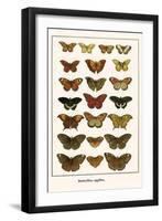 Butterflies, Eggflies,-Albertus Seba-Framed Art Print