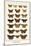 Butterflies, Eggflies,-Albertus Seba-Mounted Art Print