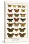 Butterflies, Eggflies,-Albertus Seba-Stretched Canvas