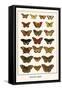 Butterflies, Eggflies,-Albertus Seba-Framed Stretched Canvas