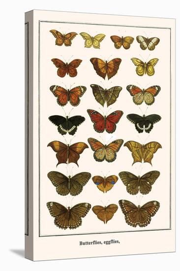 Butterflies, Eggflies,-Albertus Seba-Stretched Canvas