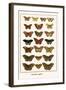 Butterflies, Eggflies,-Albertus Seba-Framed Art Print