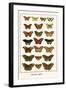 Butterflies, Eggflies,-Albertus Seba-Framed Art Print