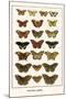 Butterflies, Eggflies,-Albertus Seba-Mounted Art Print