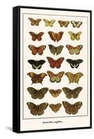 Butterflies, Eggflies,-Albertus Seba-Framed Stretched Canvas