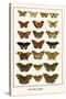 Butterflies, Eggflies,-Albertus Seba-Stretched Canvas