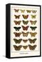 Butterflies, Eggflies,-Albertus Seba-Framed Stretched Canvas