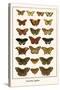 Butterflies, Eggflies,-Albertus Seba-Stretched Canvas