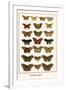 Butterflies, Eggflies,-Albertus Seba-Framed Art Print