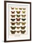 Butterflies, Eggflies,-Albertus Seba-Framed Art Print