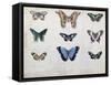 Butterflies from Brazil and Guyana, Mid 19th Century-Edouard Travies-Framed Stretched Canvas