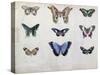 Butterflies from Brazil and Guyana, Mid 19th Century-Edouard Travies-Stretched Canvas