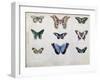 Butterflies from Brazil and Guyana, Mid 19th Century-Edouard Travies-Framed Giclee Print