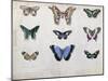 Butterflies from Brazil and Guyana, Mid 19th Century-Edouard Travies-Mounted Giclee Print