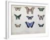 Butterflies from Brazil and Guyana, Mid 19th Century-Edouard Travies-Framed Giclee Print