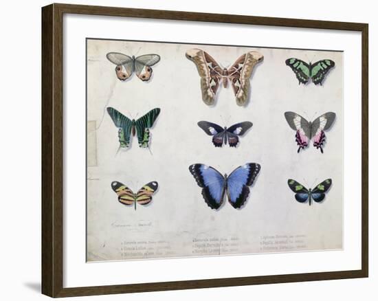 Butterflies from Brazil and Guyana, Mid 19th Century-Edouard Travies-Framed Giclee Print