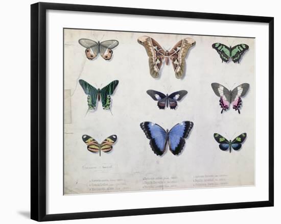 Butterflies from Brazil and Guyana, Mid 19th Century-Edouard Travies-Framed Giclee Print