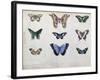 Butterflies from Brazil and Guyana, Mid 19th Century-Edouard Travies-Framed Giclee Print