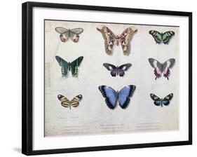 Butterflies from Brazil and Guyana, Mid 19th Century-Edouard Travies-Framed Giclee Print