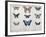 Butterflies from Brazil and Guyana, Mid 19th Century-Edouard Travies-Framed Giclee Print